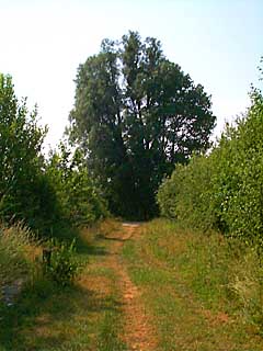 Saules blancs prs de la Ringoire