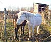 La Camargue en Berry