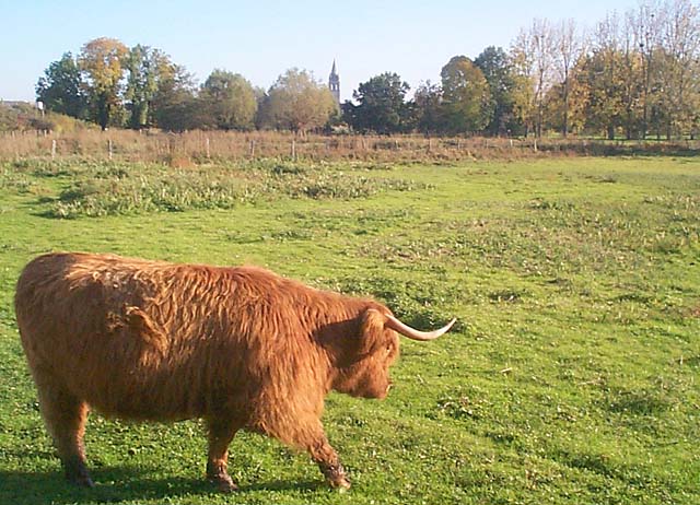 Highland Cattle